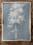 Laura Roebuck Cloud Oak