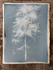 Laura Roebuck Cloud Oak