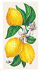 Hester & Cook Lemons Paper Guest Napkins