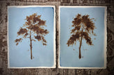 Laura Roebuck Umber Pine