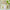 Hester & Cook Cherry Blossom Paper Stripe Runner - Green
