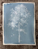 Laura Roebuck Cloud Oak