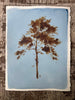 Laura Roebuck Umber Pine