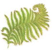 Hester & Cook Die-Cut Fern Placemat